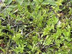 Nuttallanthus canadensis