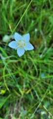 Parnassia