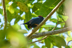 Chiroxiphia lanceolata
