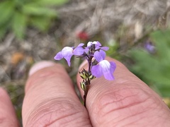 Nuttallanthus canadensis