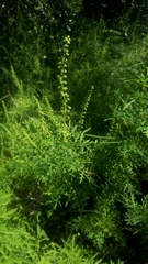 Ambrosia confertiflora
