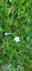 Parnassia