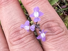 Nuttallanthus canadensis
