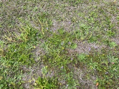 Nuttallanthus canadensis