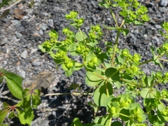 Euphorbia helioscopia