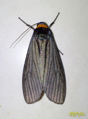 Macrobrochis fukiensis