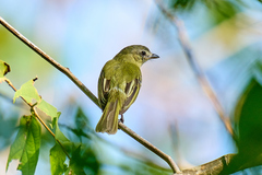 Tolmomyias sulphurescens
