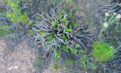 Helichrysum nudifolium