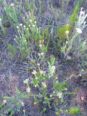 Helichrysum nudifolium