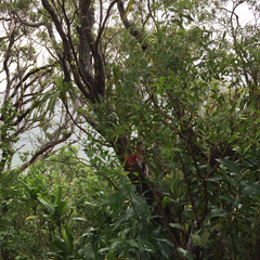 Metrosideros tremuloides