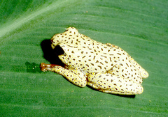 Hyperolius viridiflavus