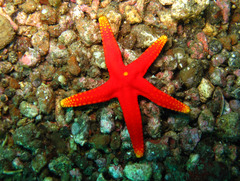 Fromia pacifica