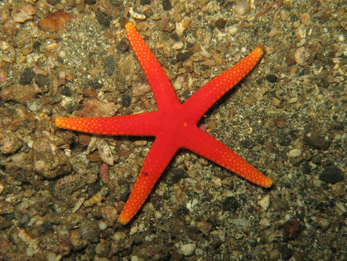 Fromia pacifica