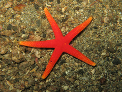 Fromia pacifica