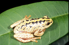 Hyperolius viridiflavus