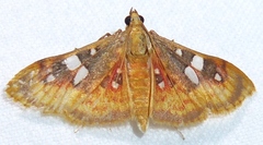 Sameodes pictalis