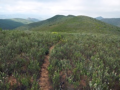 Helichrysum nudifolium