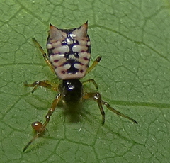 Micrathena patruelis