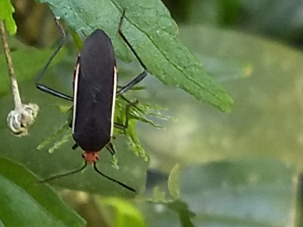 Hypselonotus tricolor