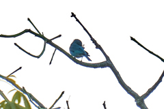 Tersina viridis
