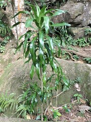 Dracaena floribunda image