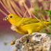 Saffron Finch - Photo (c) Brennan Moore, some rights reserved (CC BY-NC), uploaded by Brennan Moore