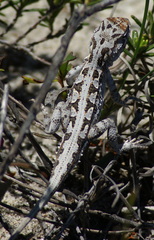 Ctenophorus adelaidensis