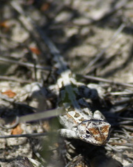 Ctenophorus adelaidensis