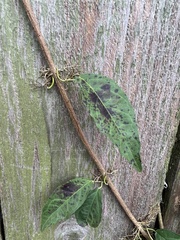 Dolichandra unguis-cati