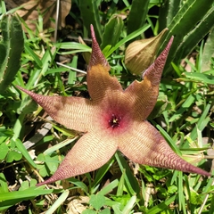 Ceropegia gigantea image