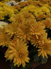 Chrysanthemum morifolium