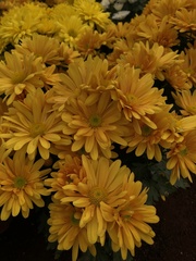 Chrysanthemum morifolium