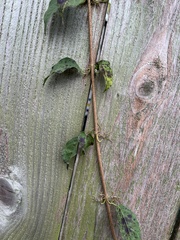 Dolichandra unguis-cati