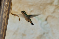 Chlorostilbon gibsoni