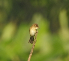 Acrocephalus agricola