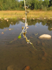 Utricularia intermedia
