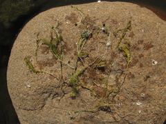 Utricularia intermedia