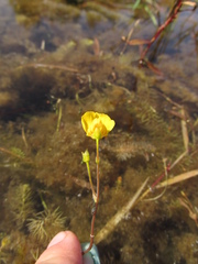 Utricularia intermedia