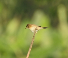 Acrocephalus agricola