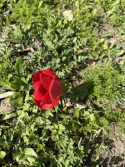 Ranunculus asiaticus
