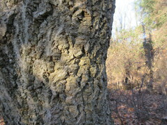 Phellodendron amurense