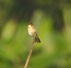 Acrocephalus agricola