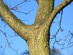 Phellodendron amurense