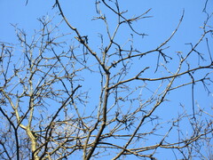 Phellodendron amurense