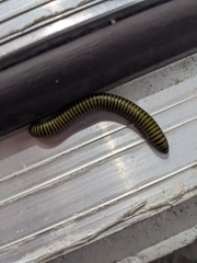 Anadenobolus monilicornis