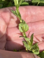 Triodanis biflora