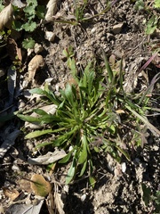 Calandrinia menziesii