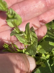 Triodanis biflora