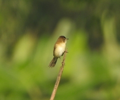 Acrocephalus agricola