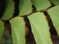 Adiantum latifolium